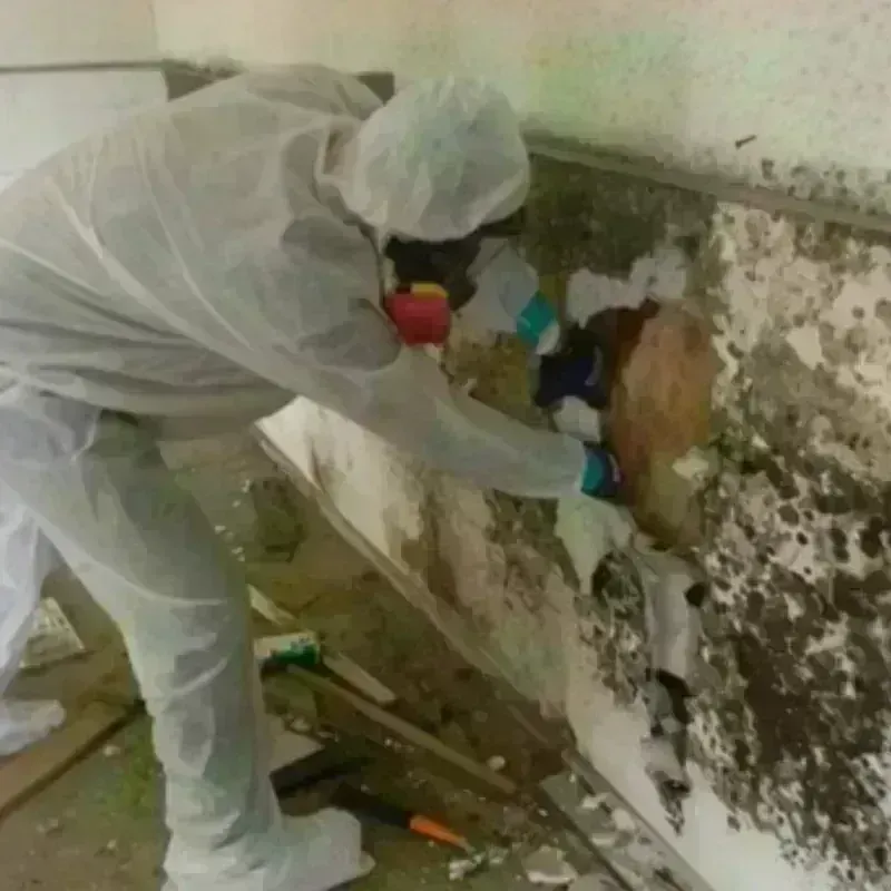 Mold Remediation and Removal in Spiro, OK